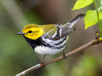 Black-throated Green Warbler, Setophaga virens, Magee Marsh, Lucas County, Ohio, May 13, 2018 (9)
