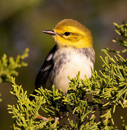 Black-throated Green Warbler, Setophaga virens, Alum Creek Reservoir, Delaware County, Ohio, September 26, 2020 (24)