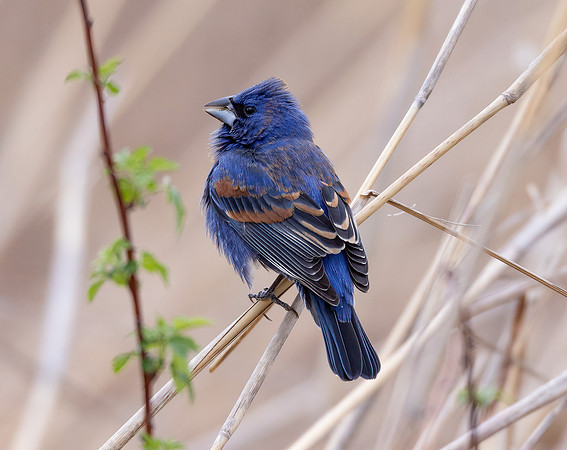 Blue Grosbeak, Passerina caerulea, Seip Mound, Ross County, Ohio, April 28, 2022 (4) copy
