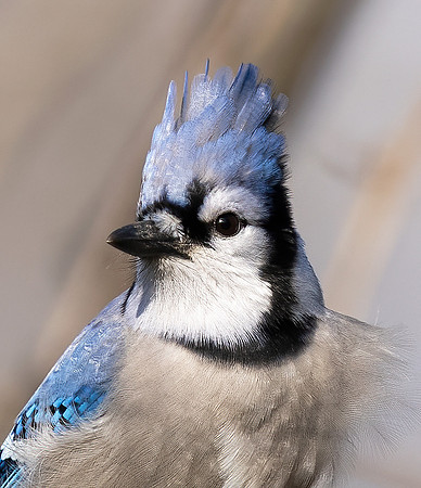 Blue Jay, Cyanocitta cristata, Pickaway County, Ohio, December 22, 2021 (3)
