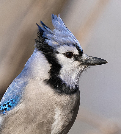 Blue Jay, Cyanocitta cristata, Pickaway County, Ohio, December 22, 2021 (4)