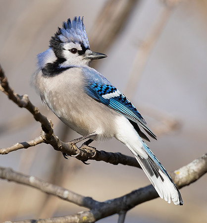 Blue Jay, Cyanocitta cristata, Pickaway County, Ohio, December 22, 2021 (2)
