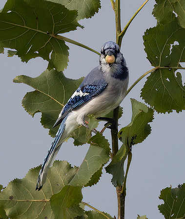 Blue Jay, Cyanocitta cristata, with Quercus palustris acorn, Madison County, Ohio, September 17, 2022 copy