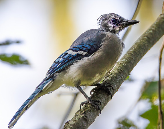 Blue Jay, Cyanocitta cristata, heavy head molt, Franklin County, Ohio, September 7, 2021