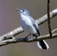 Blue-gray Gnatcatcher, Polioptila caerulea, Taylorsville Reservation, Montgomery County, Ohio, April 16, 2024 (1)