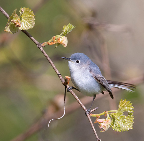 Blue-gray Gnatcatcher, Polioptilia cerulea, Duranceaux Park, Columbus, Franklin Co., OH May 12, 2020 (35)