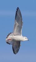 Bonaparte's Gull, Chroicocephalus philadelphia, Lake Erie pelagic, off Lorain, Lorain County, Ohio, November 4, 2022 (11)