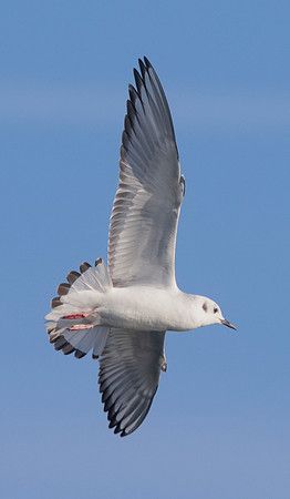 Bonaparte's Gull, Chroicocephalus philadelphia, Lake Erie pelagic, off Lorain, Lorain County, Ohio, November 4, 2022 (11)