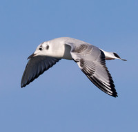 Bonaparte's Gull, Chroicocephalus philadelphia, Lake Erie pelagic, off Lorain, Lorain County, Ohio, November 4, 2022 (15)