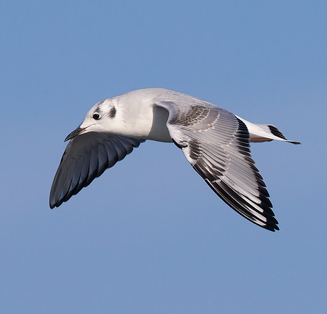 Bonaparte's Gull, Chroicocephalus philadelphia, Lake Erie pelagic, off Lorain, Lorain County, Ohio, November 4, 2022 (15)