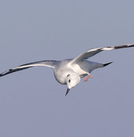 Bonaparte's Gull, Chroicocephalus philadelphia, Lake Erie pelagic, off Lorain, Lorain County, Ohio, November 4, 2022 (16)
