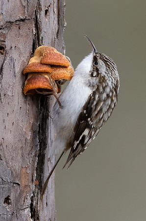 Brown Creeper, Certhia americana, on Phyllotopsis nidulans, Blackwater NWR, Maryland, January 30, 2023 (59)