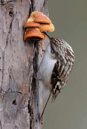 Brown Creeper, Certhia americana, on Phyllotopsis nidulans, Blackwater NWR, Maryland, January 30, 2023 (58)