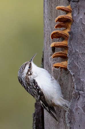 Brown Creeper, Certhia americana, on Phyllotopsis nidulans, Blackwater NWR, Maryland, January 30, 2023 (38)