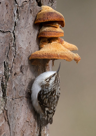 Brown Creeper, Certhia americana, on Phyllotopsis nidulans, Blackwater NWR, Maryland, January 30, 2023 (45)