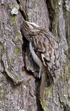 Brown Creeper, Certhia americana, Blackwater NWR, Maryland, January 30, 2023 (64)