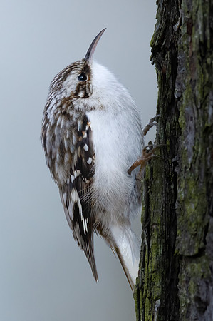 Brown Creeper, Certhia americana, Blackwater NWR, Maryland, January 30, 2023 (17)