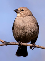 Brown-headed Cowbird, Molothrus ater, Twin Lakes, Shawnee Hills, Delaware County, Ohio, April 26, 2021 (14)