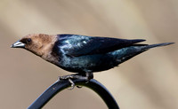 Brown-headed Cowbird, Molothrus ater, Cranberry Glades, Pocahontas County, West Virginia, May 7, 2023 (3)