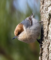 Brown-headed Nuthatch, Sitta pusilla, Blackwater NWR, Maryland, February 28, 2022