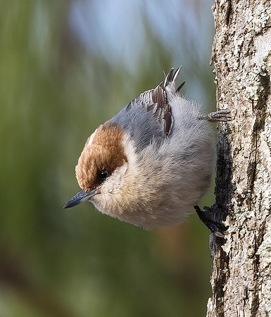 Brown-headed Nuthatch, Sitta pusilla, Blackwater NWR, Maryland, February 28, 2022
