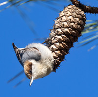 Brown-headed Nuthatch, Sitta pusilla, Alligator River National Wildlife Refuge, North Carolina, January 1, 2022 (4)