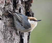 Brown-headed Nuthatch, Sitta pusilla, Alligator River National Wildlife Refuge, North Carolina, January 1, 2022 (2)