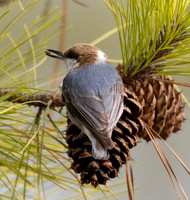 Brown-headed Nuthatch, Sitta pusilla, Blackwater NWR, Maryland, January 30, 2023 (73)