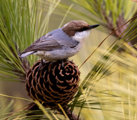 Brown-headed Nuthatch, Sitta pusilla, Blackwater NWR, Maryland, January 30, 2023 (67)