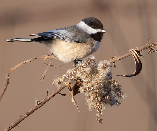 Carolina Chickadee, Poecile carolinensis, on Solidago altissima, Shawnee State Forest, Scioto County, Ohio, November 23, 2022 (19)