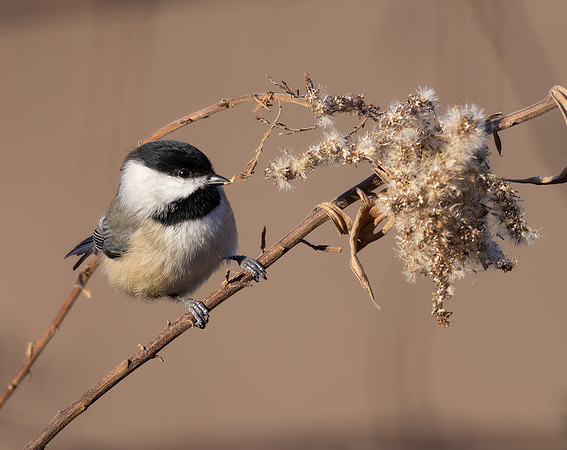 Carolina Chickadee, Poecile carolinensis, on Solidago altissima, Shawnee State Forest, Scioto County, Ohio, November 23, 2022 (15)