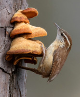 Carolina Wren, Thryothorus ludovicianus, fungi on loblolly pine, Blackwater NWR, Maryland, January 30, 2023