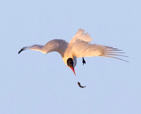 Caspian Tern, Hydroprogne caspia, Howard Marsh, Lucas County, Ohio, August 18, 2023 (40)