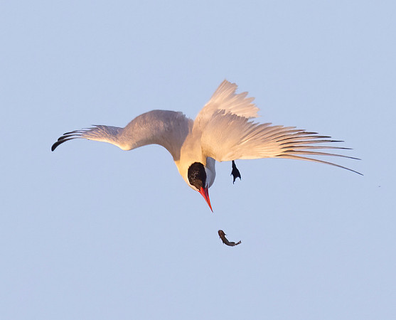 Caspian Tern, Hydroprogne caspia, Howard Marsh, Lucas County, Ohio, August 18, 2023 (40)