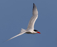 Caspian Tern, Hydroprogne caspia, Howard Marsh, Lucas County, Ohio, August 18, 2023 (9)