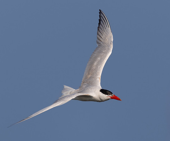 Caspian Tern, Hydroprogne caspia, Howard Marsh, Lucas County, Ohio, August 18, 2023 (9)