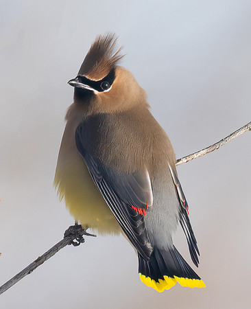 Cedar Waxwing, Bombycilla cedrorum, Erie County, Ohio, February 15, 2022