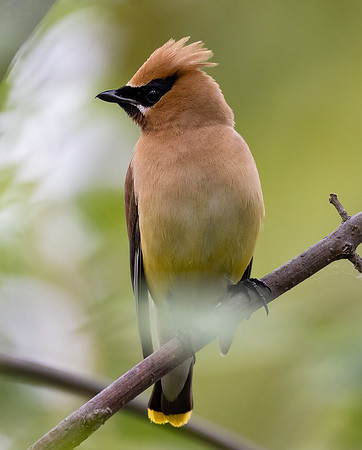 Cedar Waxwing, Bombycilla cedrorum, Magee Marsh, Lucas County, Ohio, September 29, 2022 (3)
