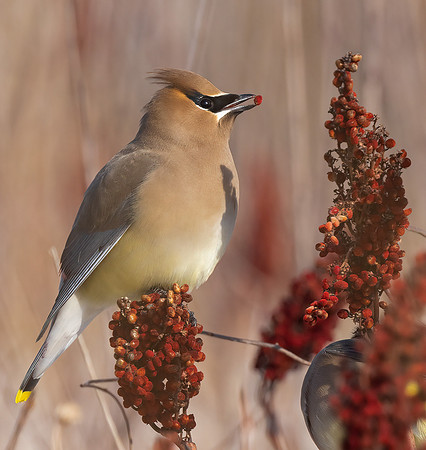 Cedar Waxwing, Bombycilla cedrorum, with Rhus glabra, Erie County, Ohio, February 15, 2022