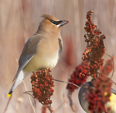 Cedar Waxwing, Bombycilla cedrorum, eating Rhus glabra, Resthaven Wildlife Area, Erie County, Ohio, February 15, 2022 (5)