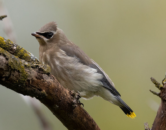 Cedar Waxwing, Bombycilla cedrorum, Magee Marsh, Lucas County, Ohio, September 29, 2022 (4)