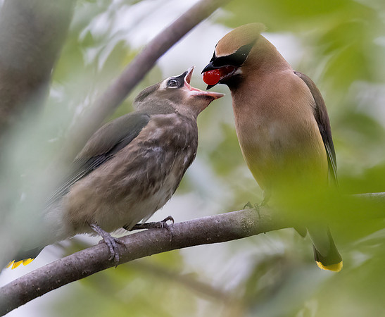 Cedar Waxwing, Bombycilla cedrorum, Magee Marsh, Lucas County, Ohio, September 29, 2022 (2)