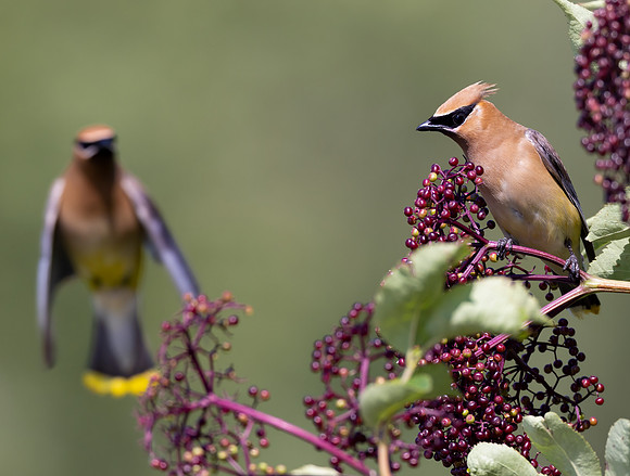 Cedar Waxwing, Bombycilla cedrorum, on Sambucus canadensis, Ottawa NWR, Ottawa County, Ohio, August 18, 2023