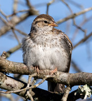 Chipping Sparrow, Spizella passerina, Shawnee State Forest, Scioto County, Ohio, August 12, 2022 (7)