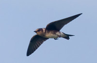 Cliff Swallow, Petrochelidon pyrrhonota, Pickaway County, Ohio, August 25, 2023