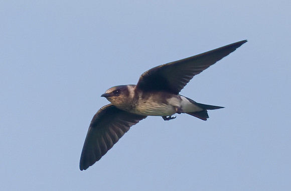 Cliff Swallow, Petrochelidon pyrrhonota, Pickaway County, Ohio, August 25, 2023