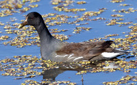 Common Gallinule, Gallinula galeata, Savannah NWR, Georgia, January 5, 2024 (8)