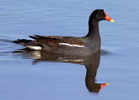 Common Gallinule, Gallinula galeata, Ottawa NWR, Lucas County, Ohio, May 8, 2024