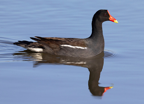 Common Gallinule, Gallinula galeata, Ottawa NWR, Lucas County, Ohio, May 8, 2024