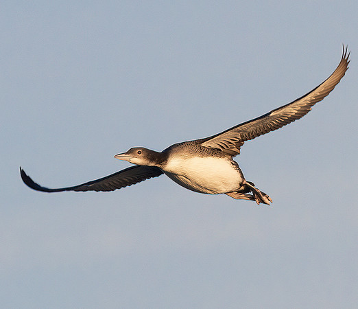 Common Loon, Gavia immer, Lake Erie pelagic, off Lorain, Lorain County, Ohio, November 4, 2022 (2)